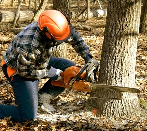 Tree Removal in Hamburg, PA